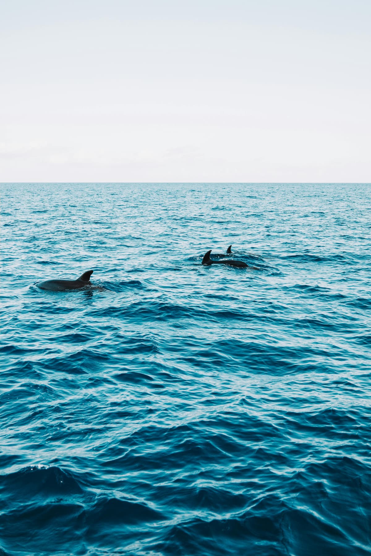 Dolphin Watching in Croatia: Everything You Need to Know