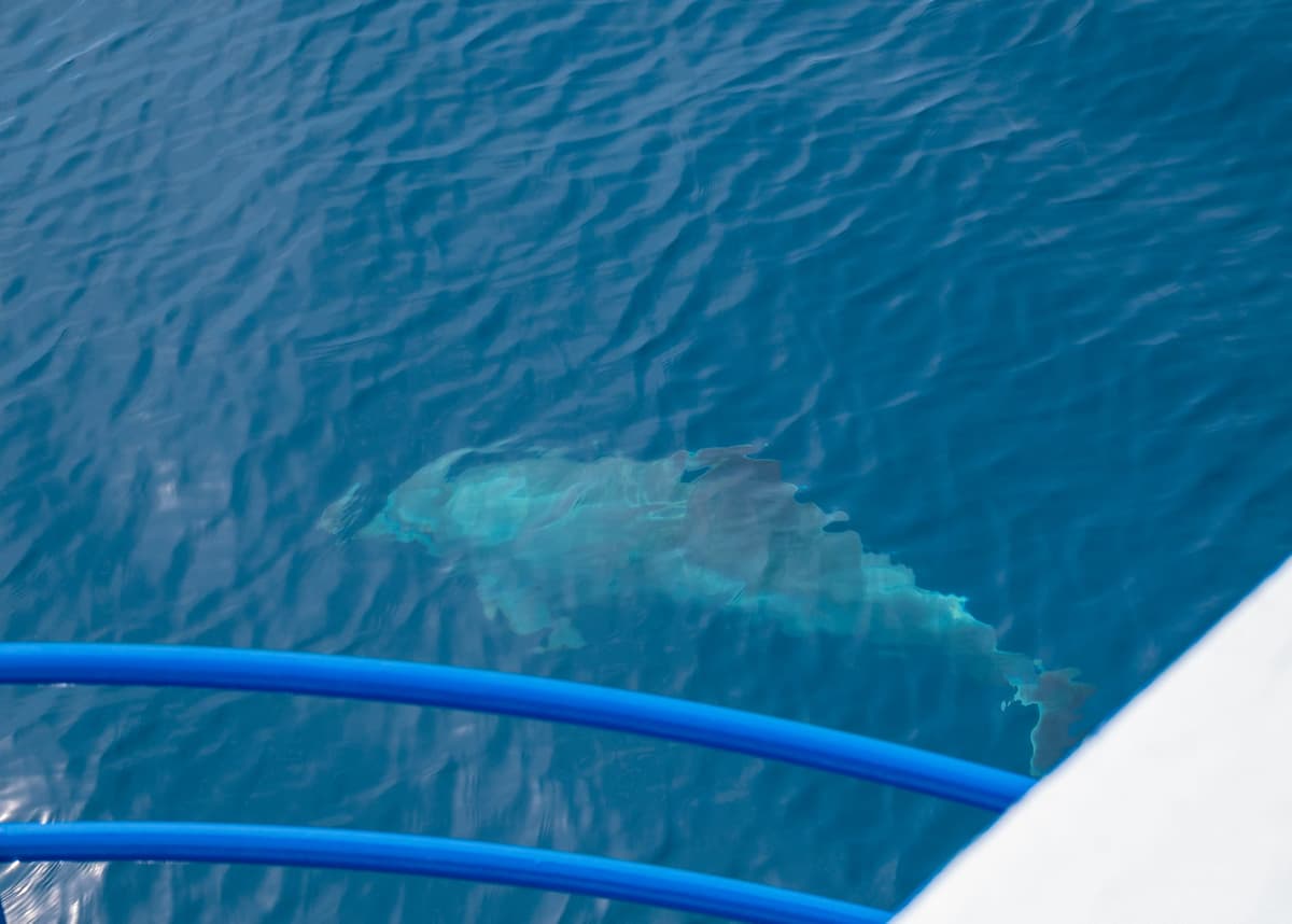 Pula Sunset Dolphin Tour with BBQ Dinner - Evening Cruise & Drinks - Pula, Croatia