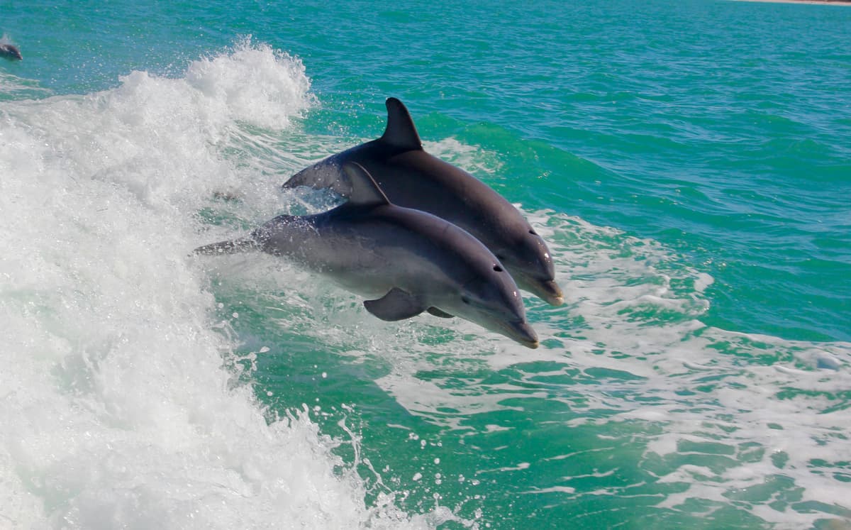 Poreč: Private Sunset Dolphin Watching Boat Tour