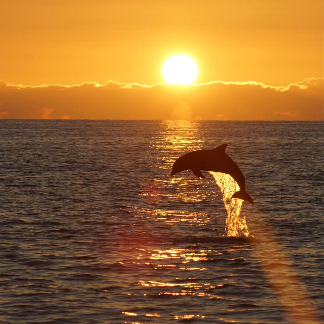 Medulin Sunset Dolphin Excursion