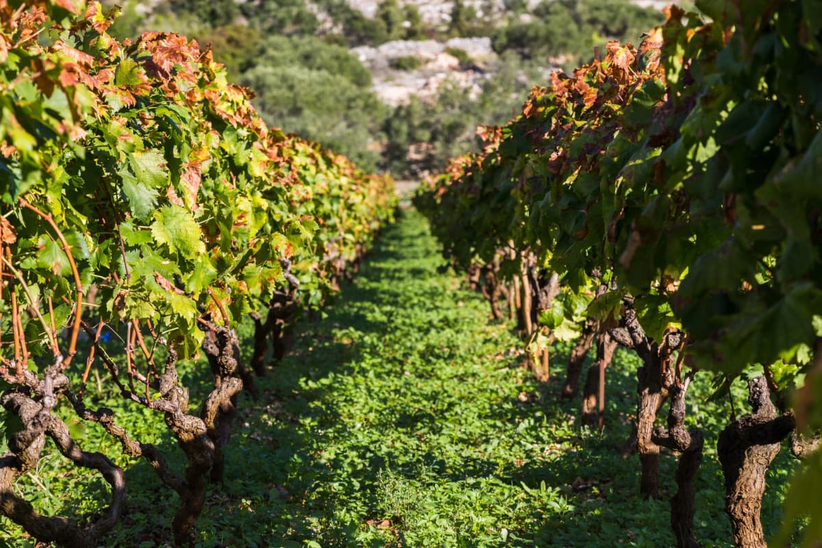 Peljesac Peninsula Wine Tour